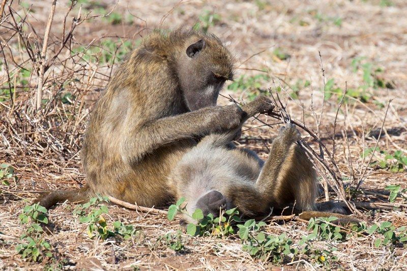 Two vervet monkeys, one sitting and intently grooming its relaxed companion lying on its back.