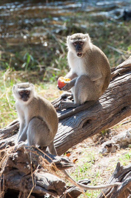 An adult Vervet Monkey sitting on a fallen tree branch, holding an apple and staring at the camera with open mouth.