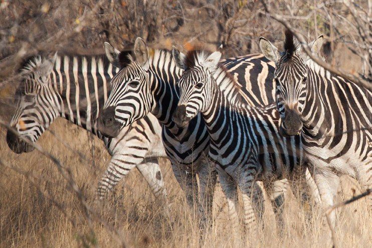 Zebras Kruger