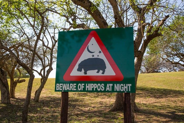 Beware of Hippos at Night