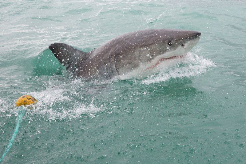 Shark South Africa