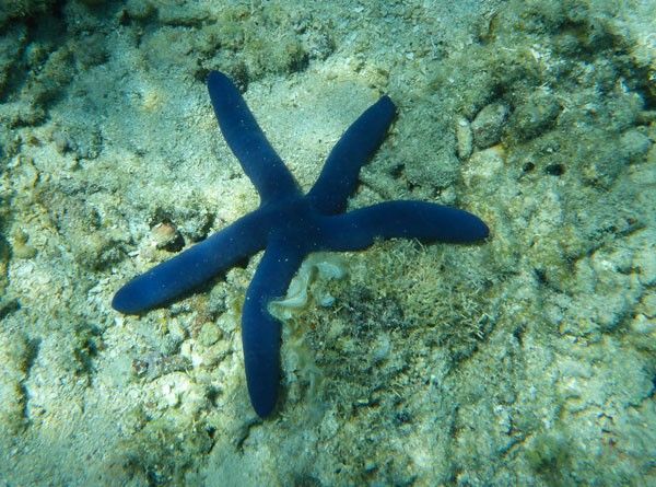 Blue Starfish