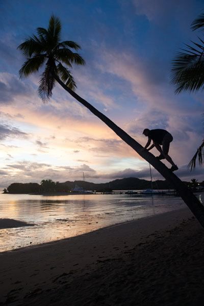 Climb a Palm Tree