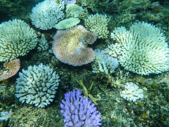 An underwater photo in Fiji of coral in various shapes and colors.