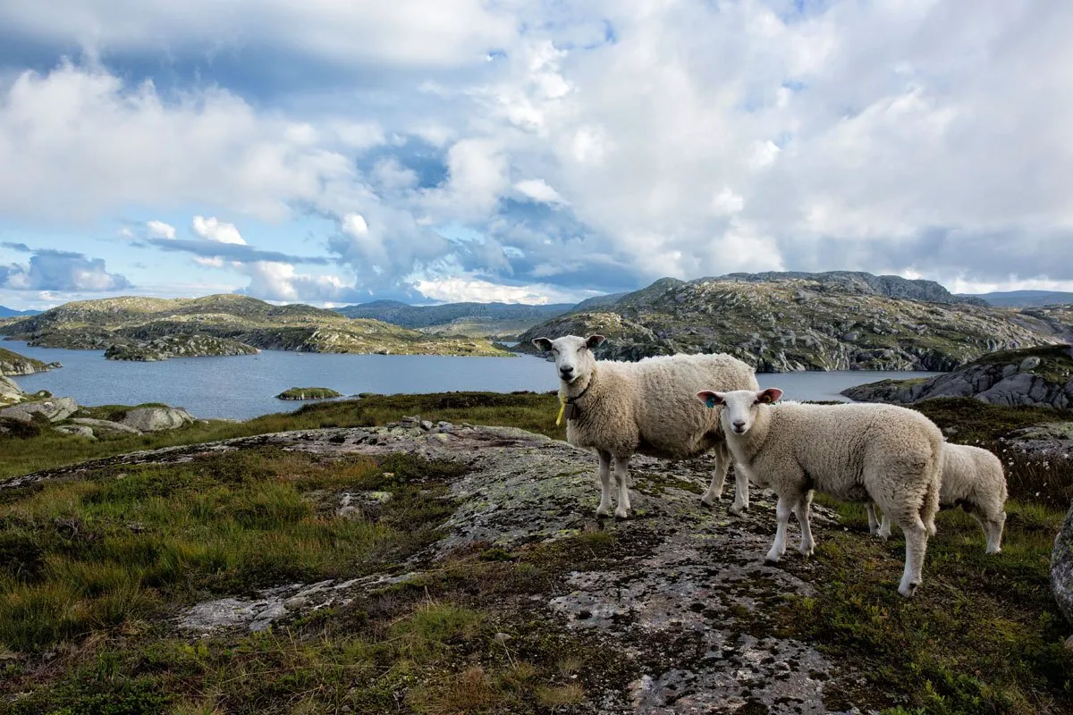 Norway Sheep