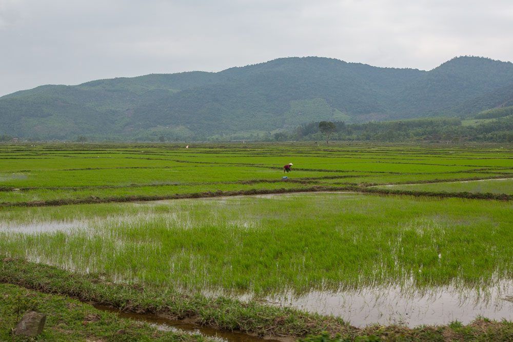 Rice Field