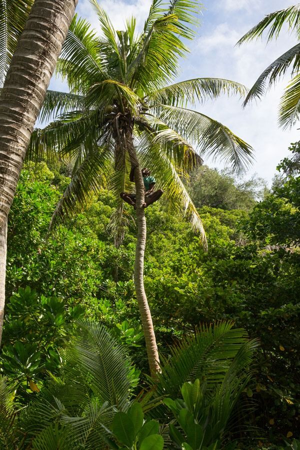 Coconut Tree