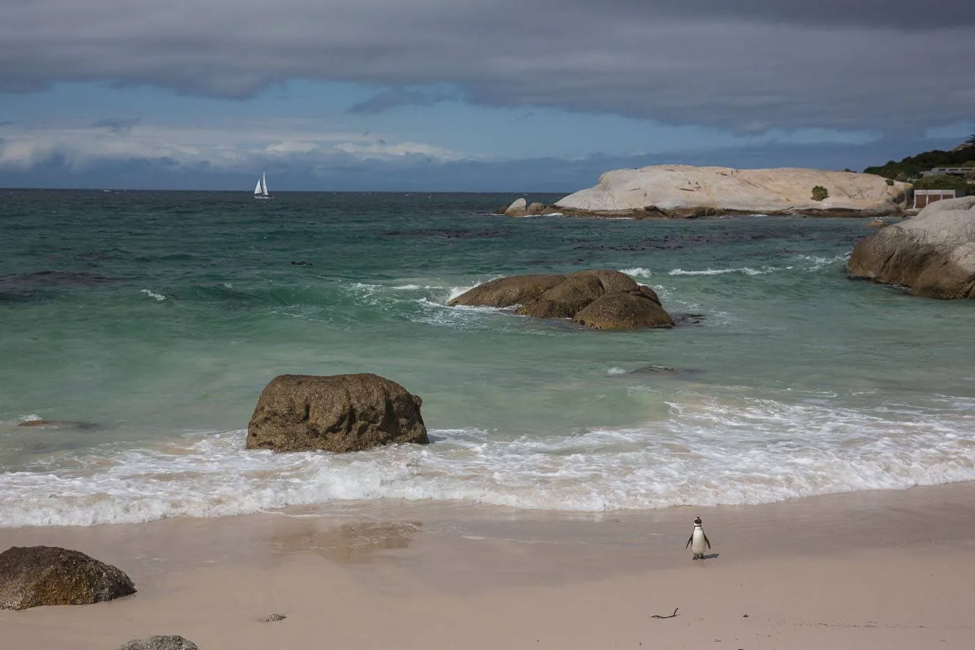 Boulders Beach Penguin