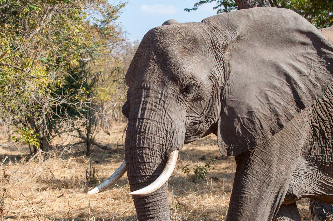 Elephant Close Up