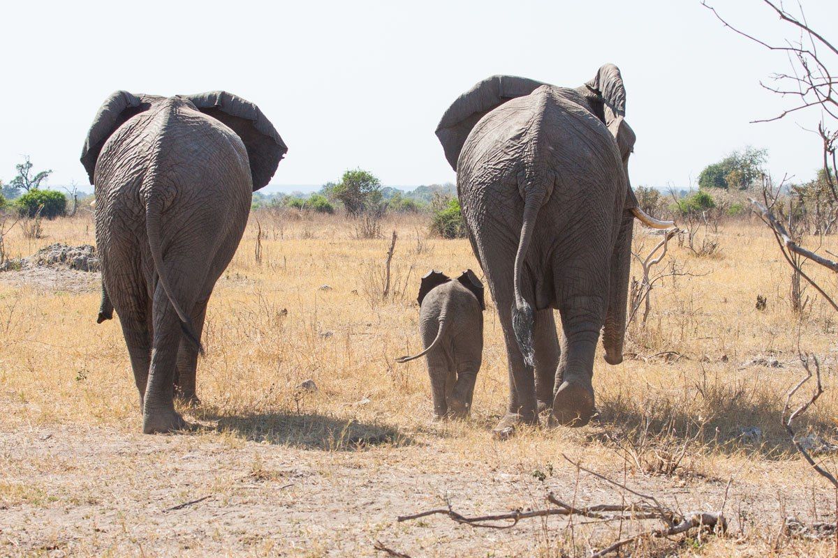 Elephant Family