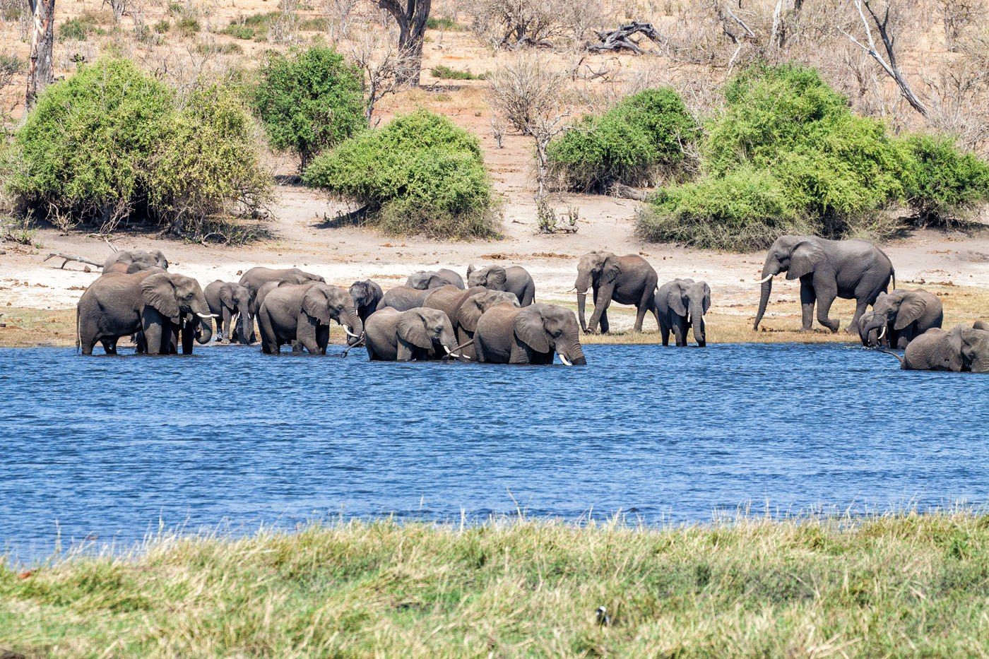 Elephants Chobe River