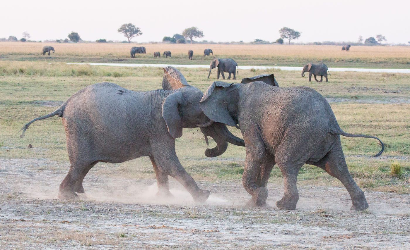 Elephants Chobe Safari