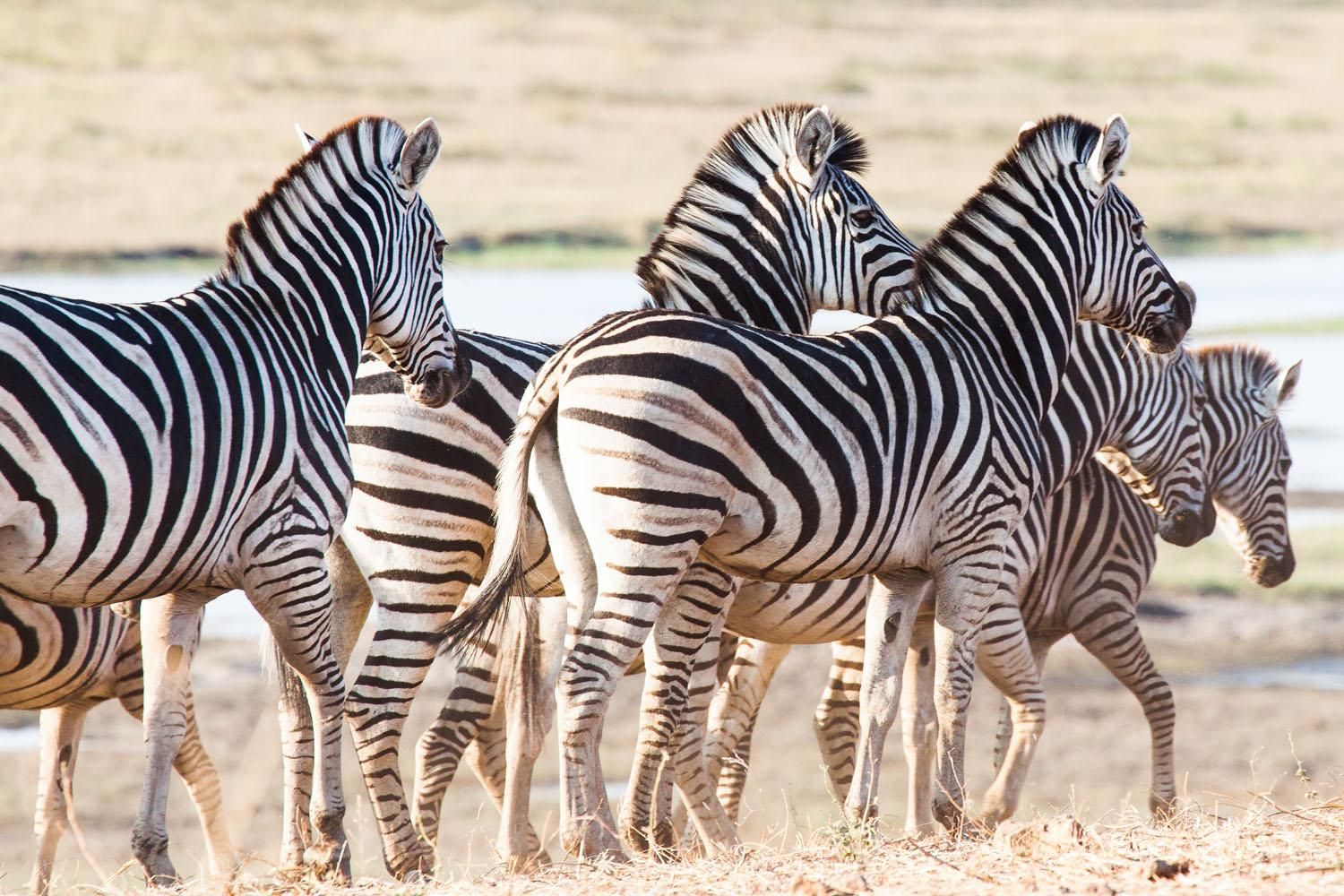 Herd of Zebra