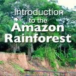 Amazon Rainforest