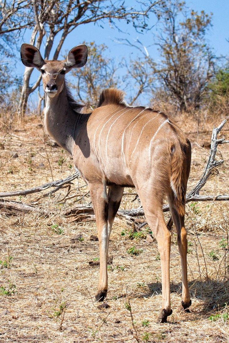 Kudu