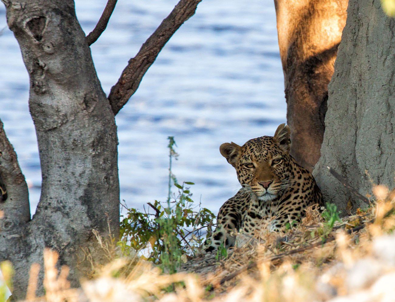 Leopard Chobe