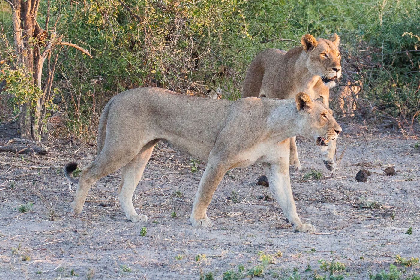 Lions Chobe Safari