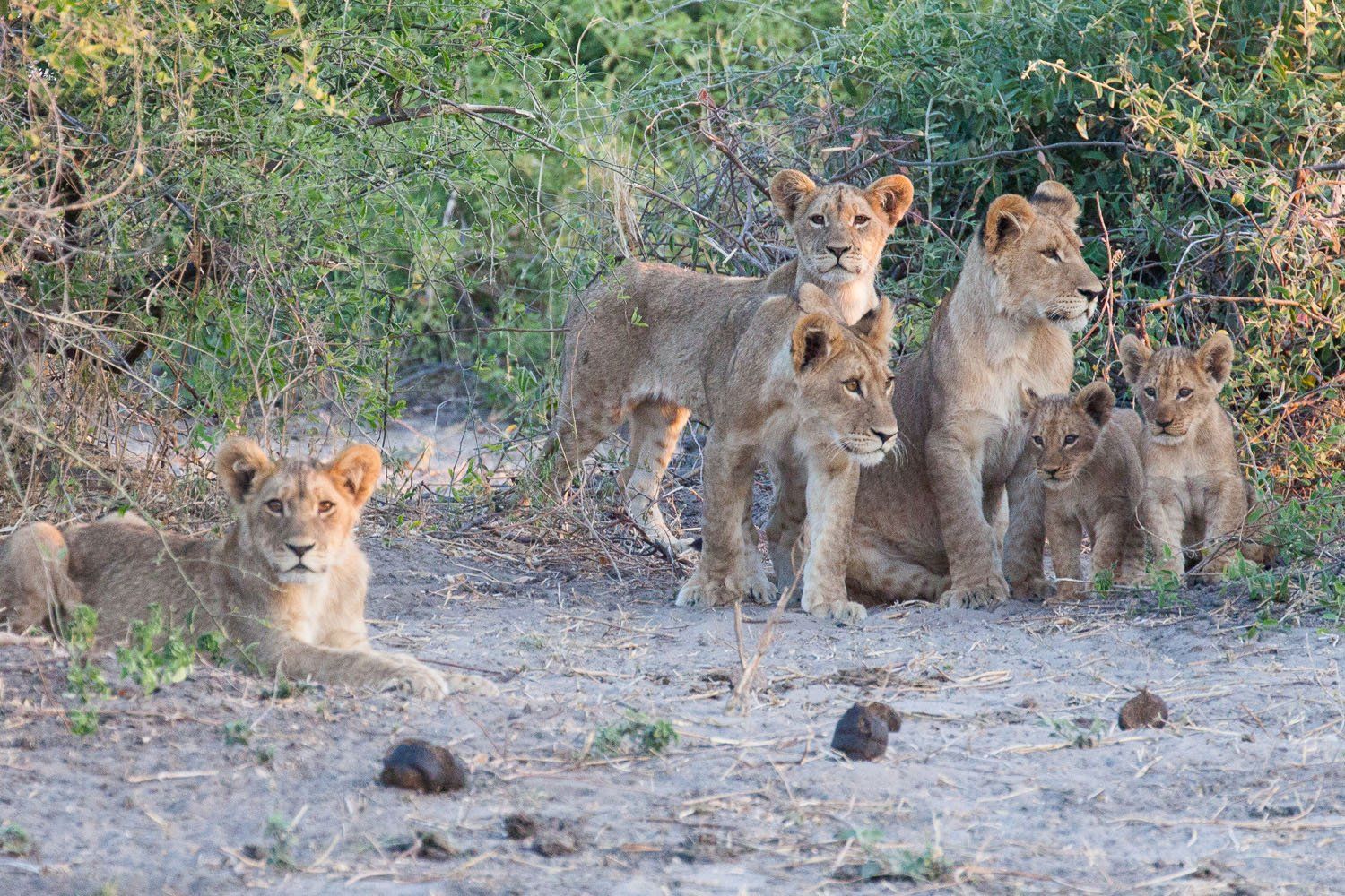 Lions Chobe