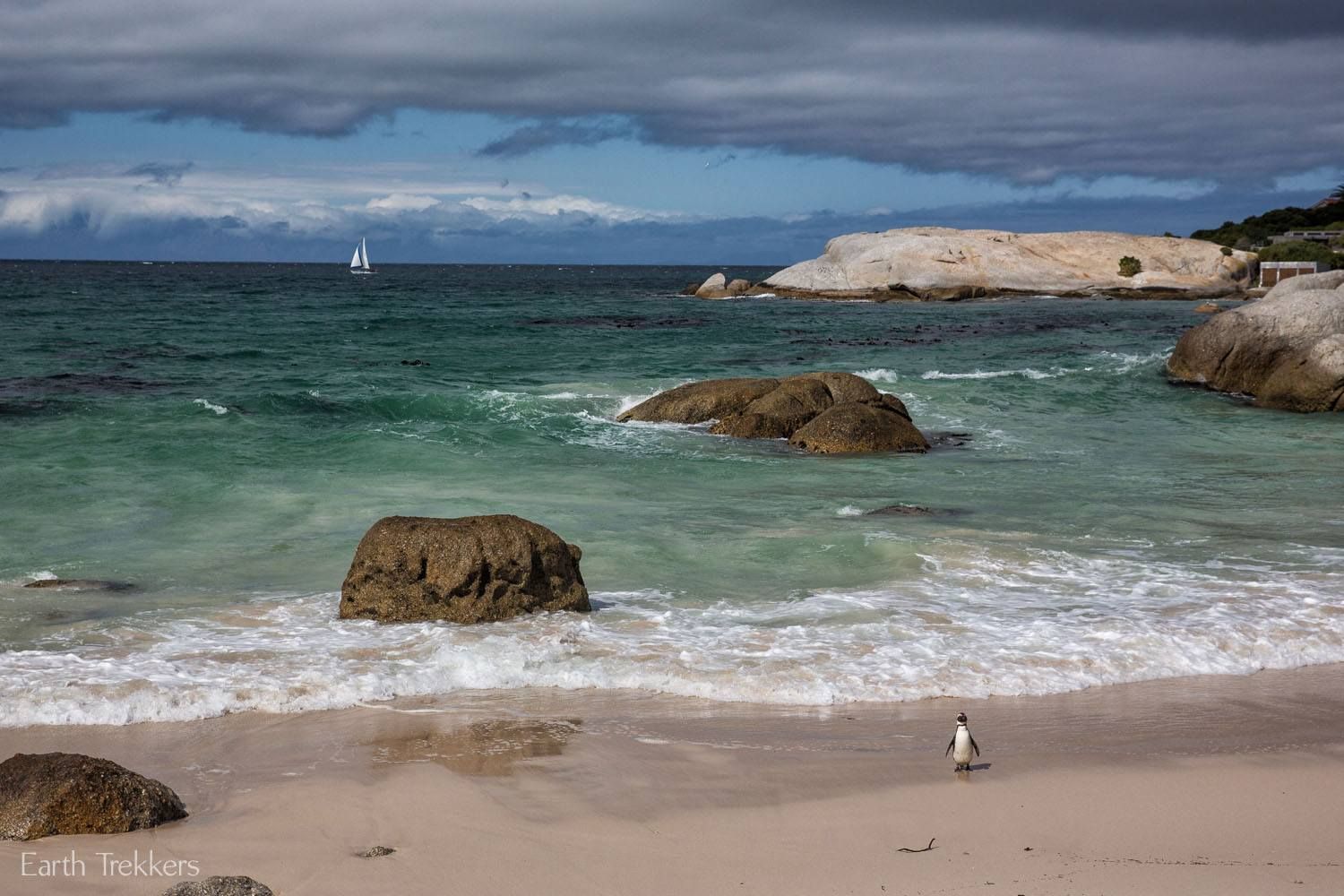 Penguin at Boulder's Beach