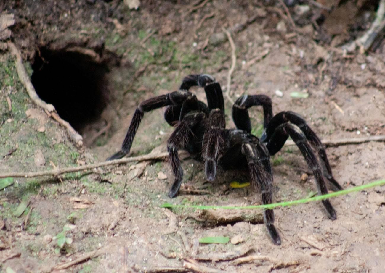 Tarantula in Amazon Rainforest