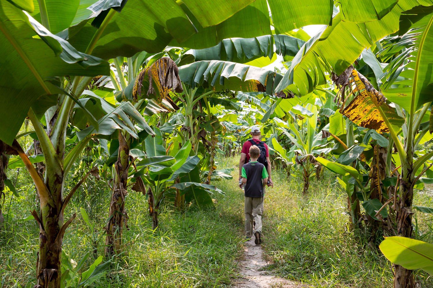 Walking Under Banana Trees