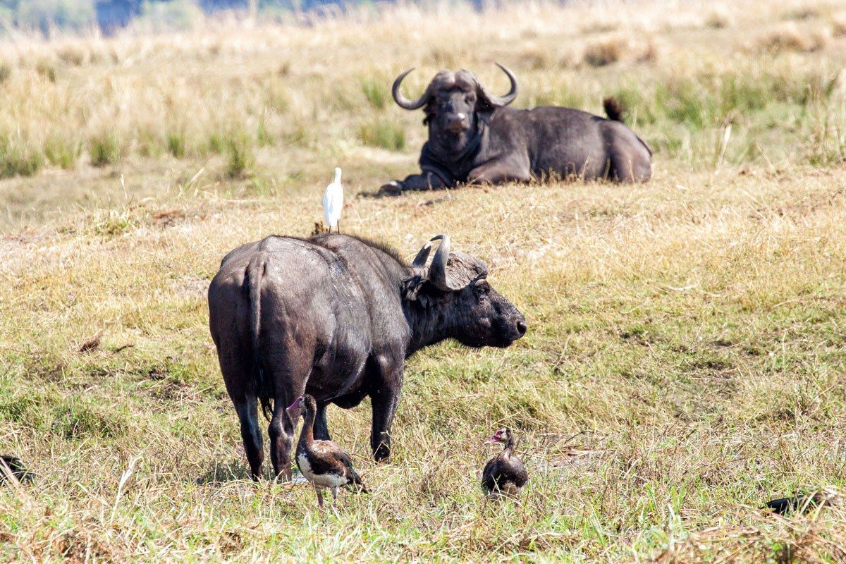 Water Buffalo Chobe