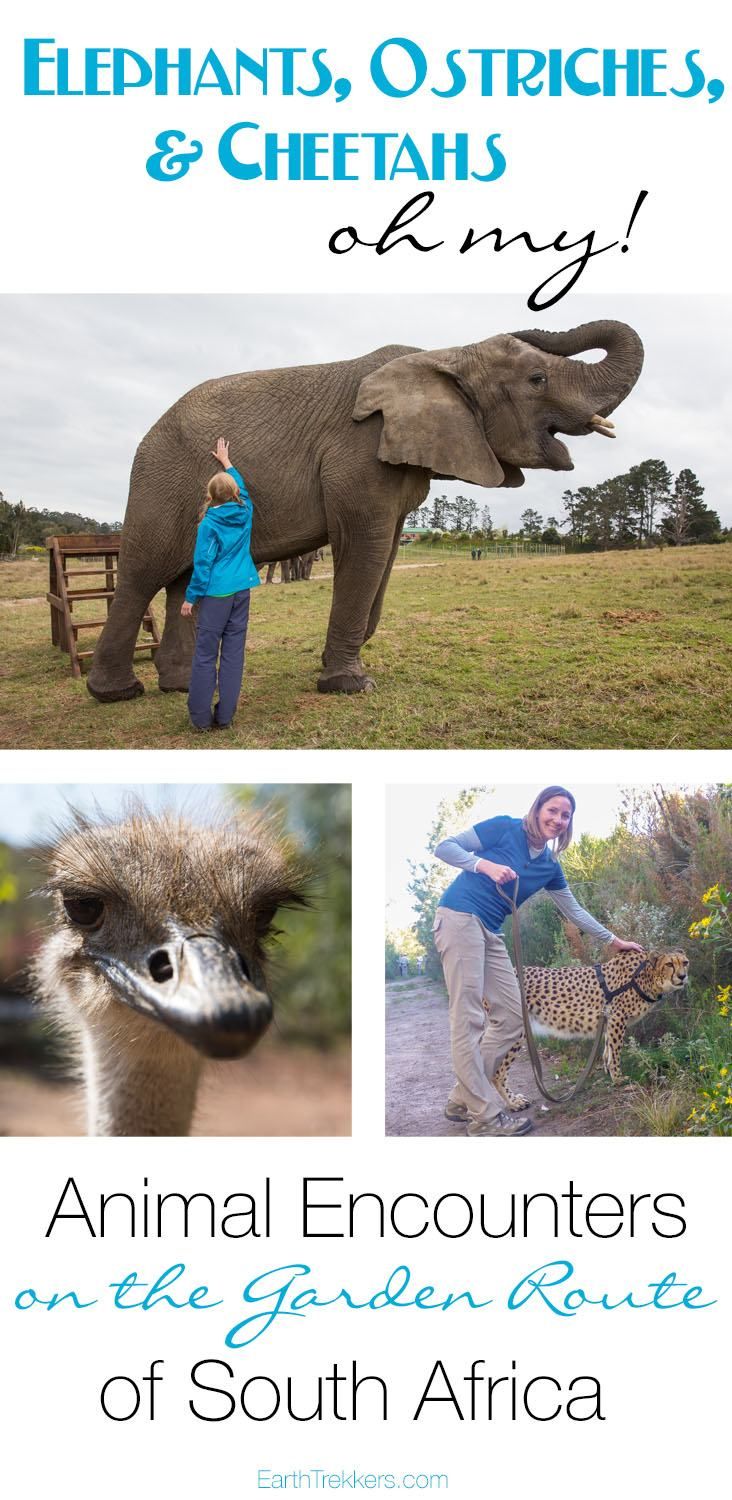 Animal Encounters Garden Route South Africa