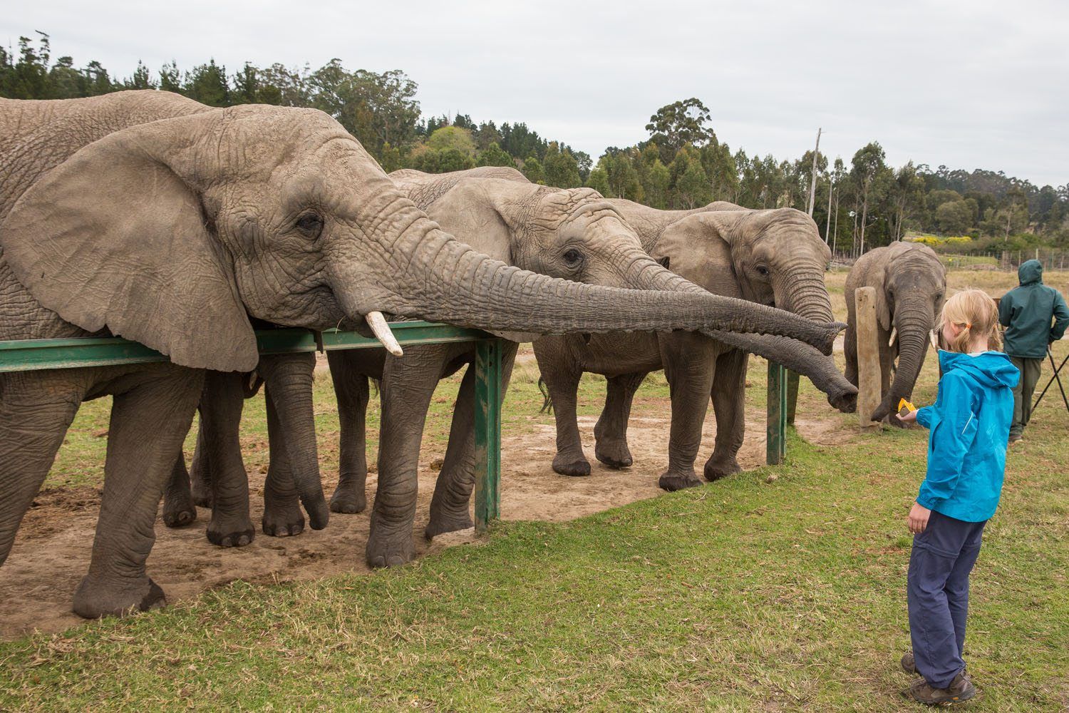 Feeding Elephants