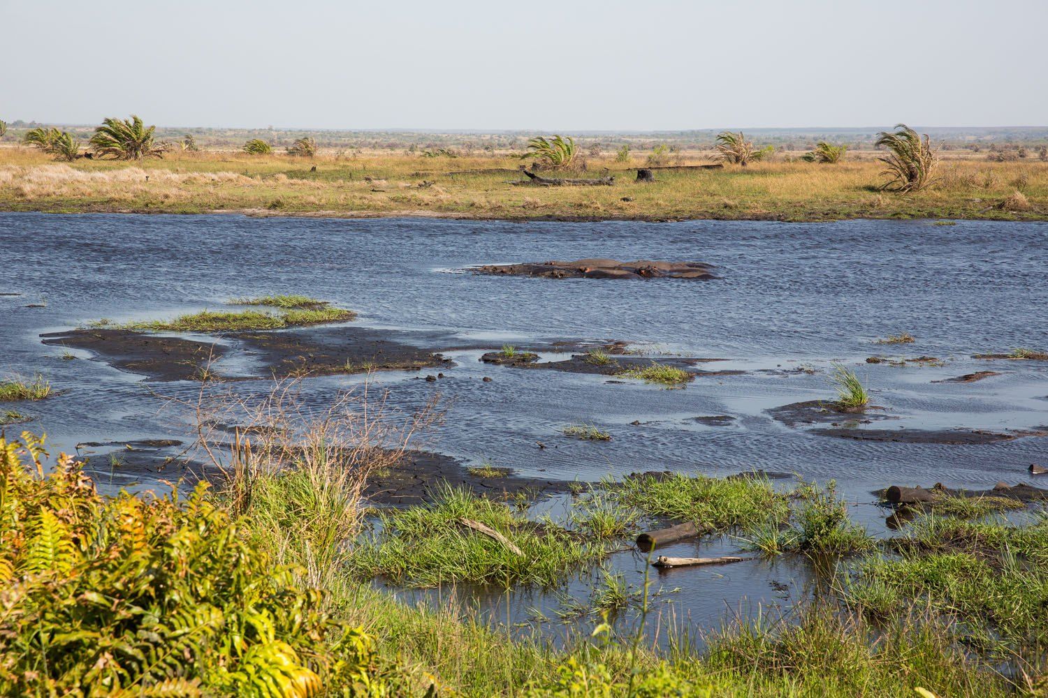 Hippos in the Water