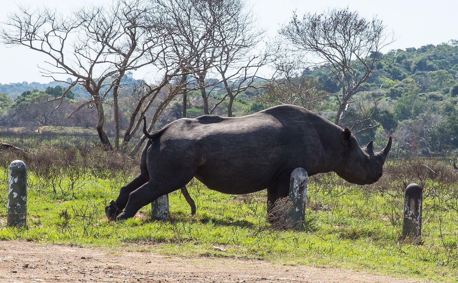 Masturbating Rhino