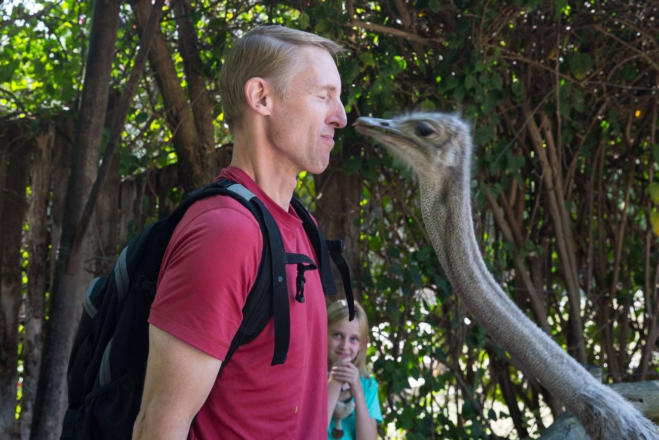 Ostrich Kiss