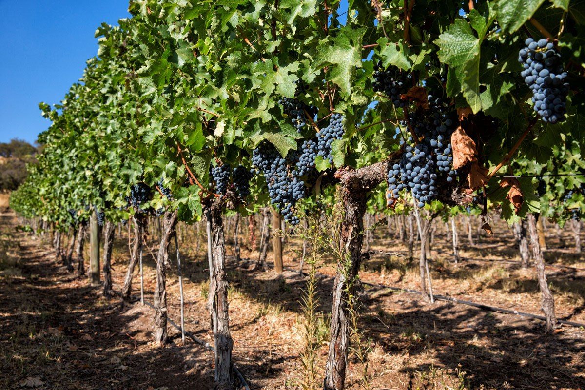 Ripe Grapes