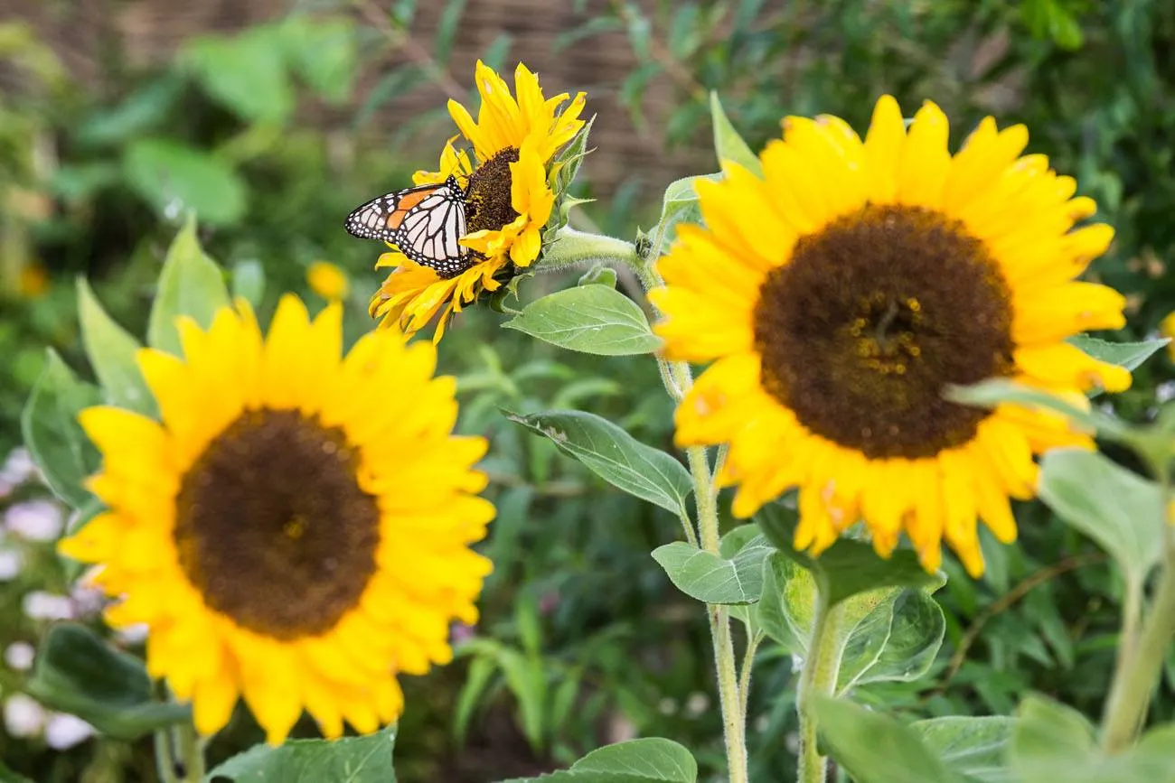 Sunflowers Hobbiton