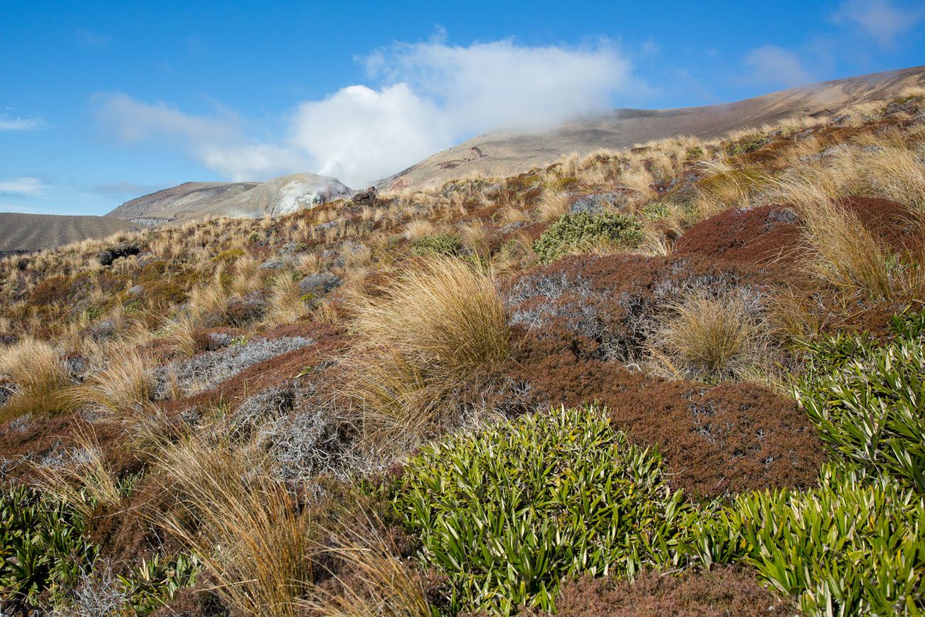 Tongariro in April