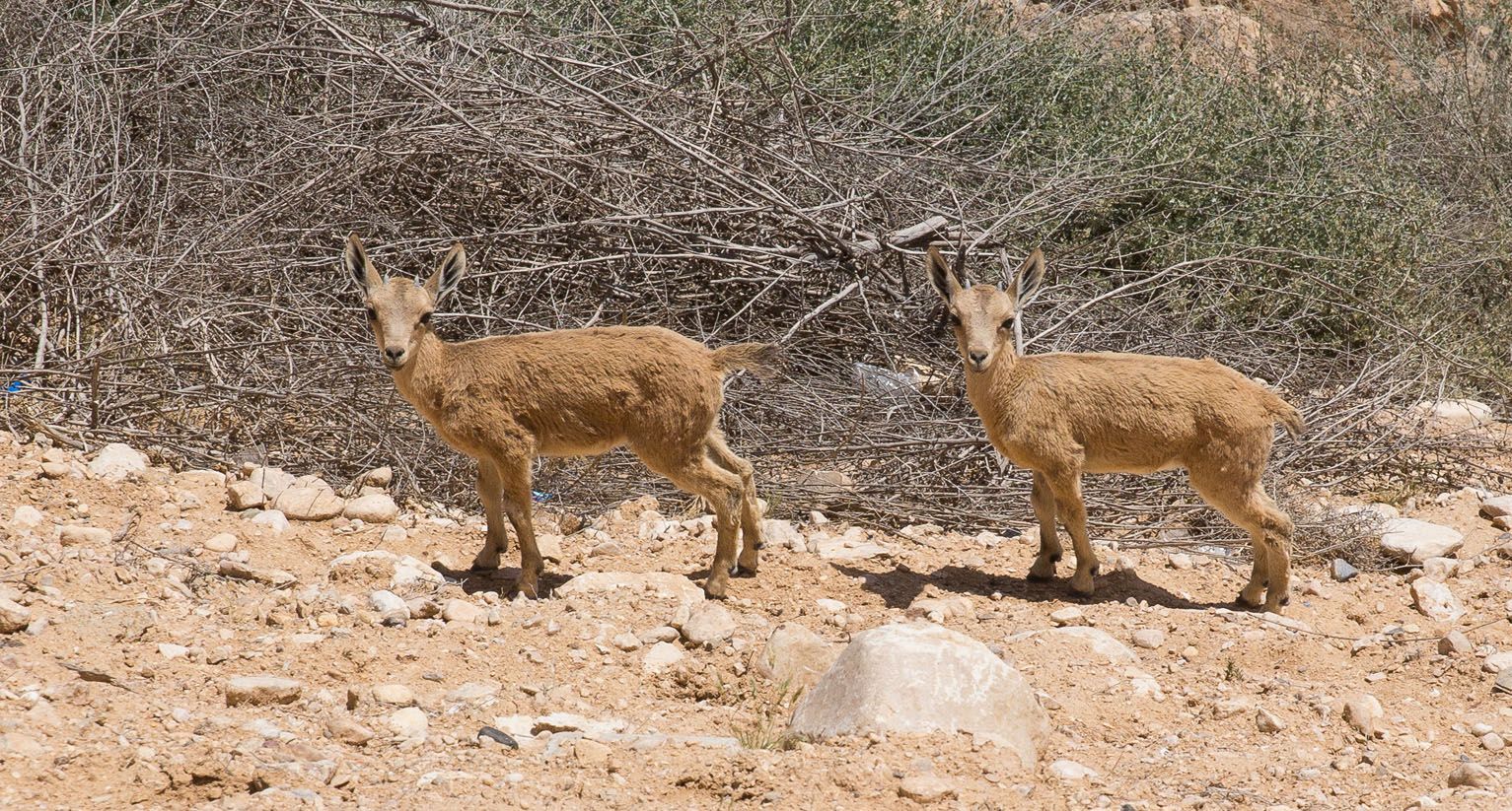 Baby Ibex