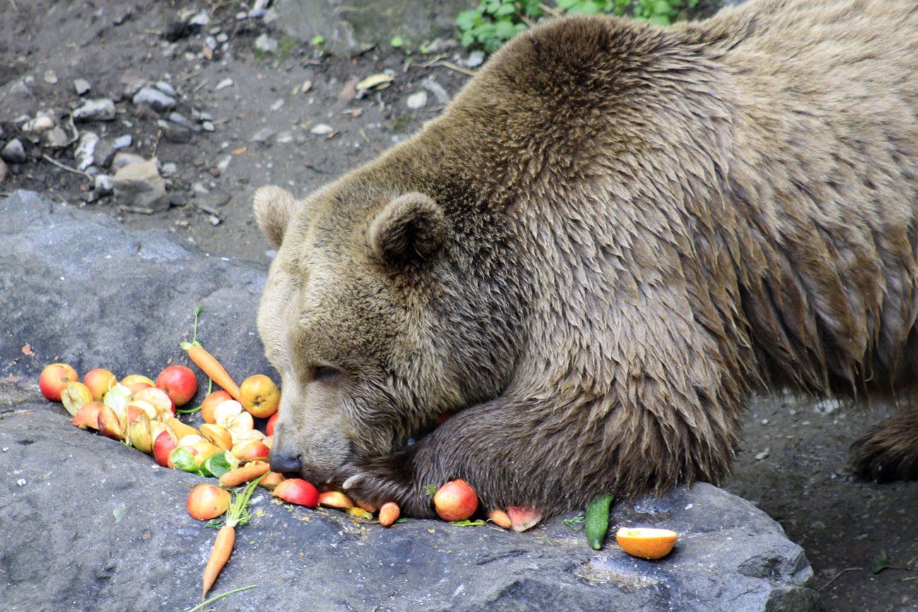 Bear Cesky Krumlov