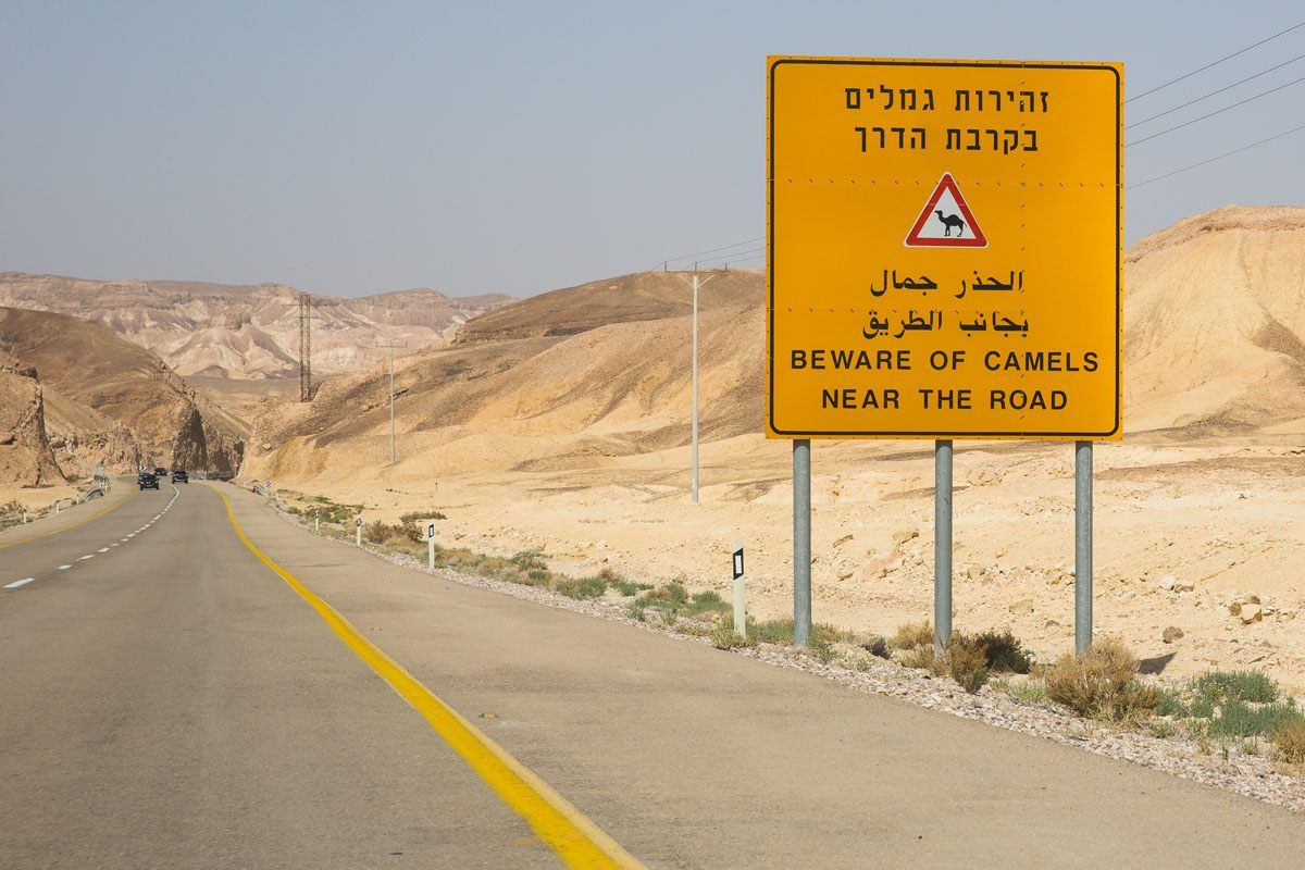 Beware Camels in the road