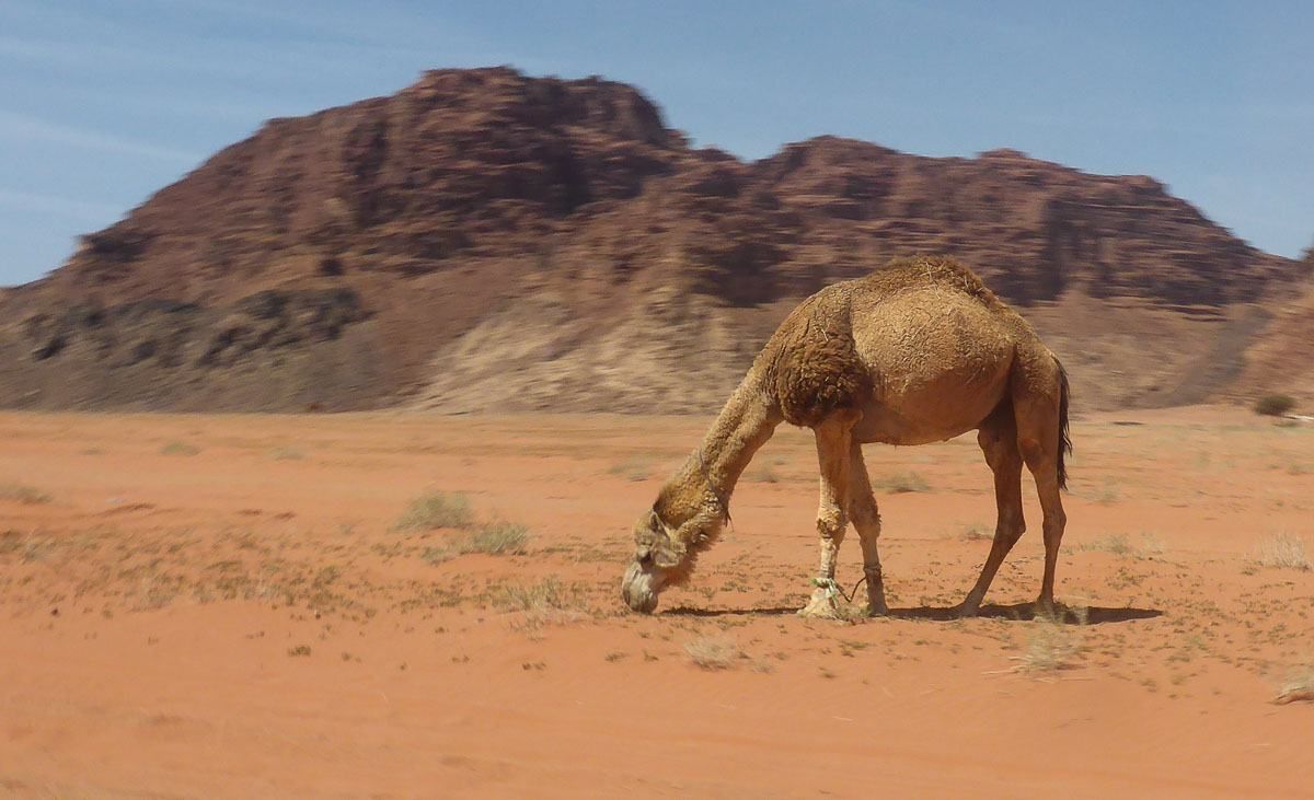 Camel Wadi Rum