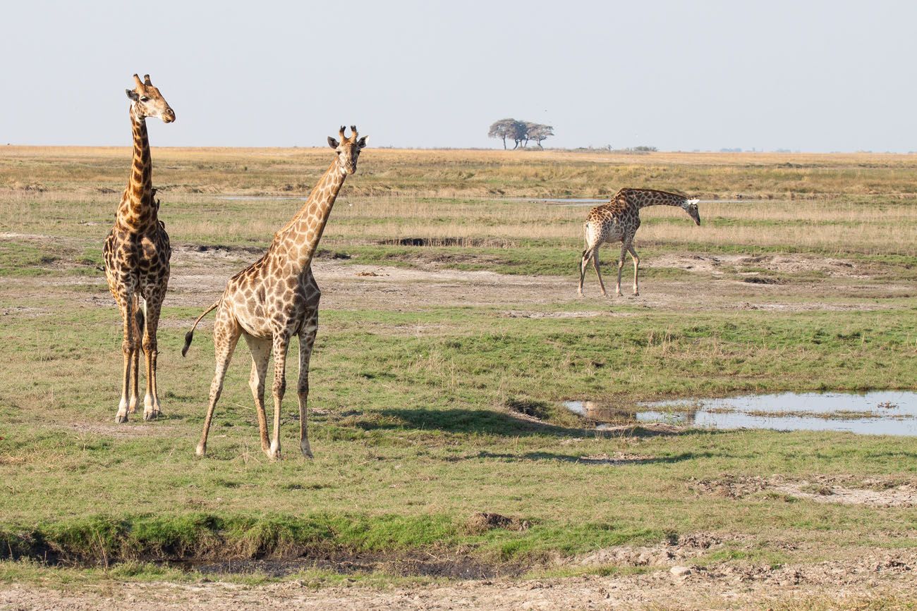 Chobe Safari Africa