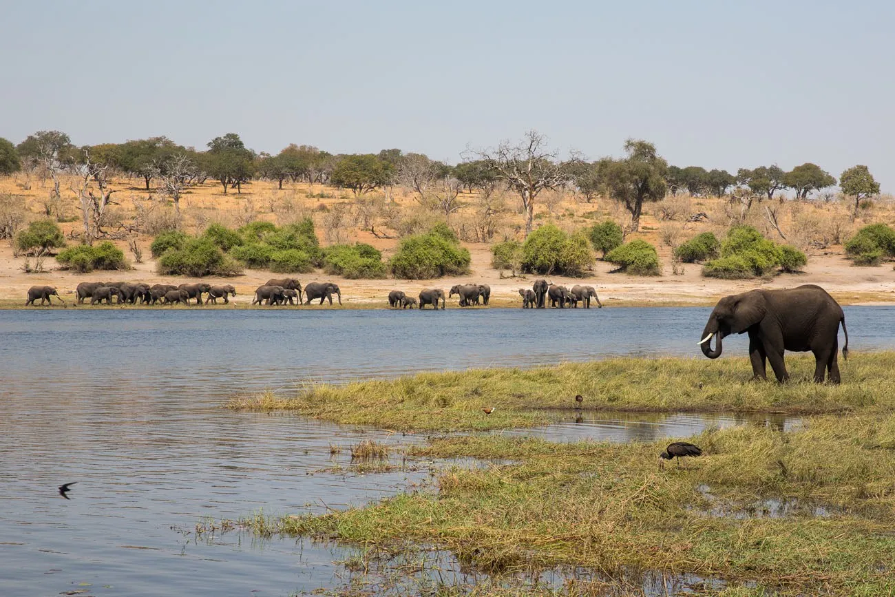 Chobe elephants