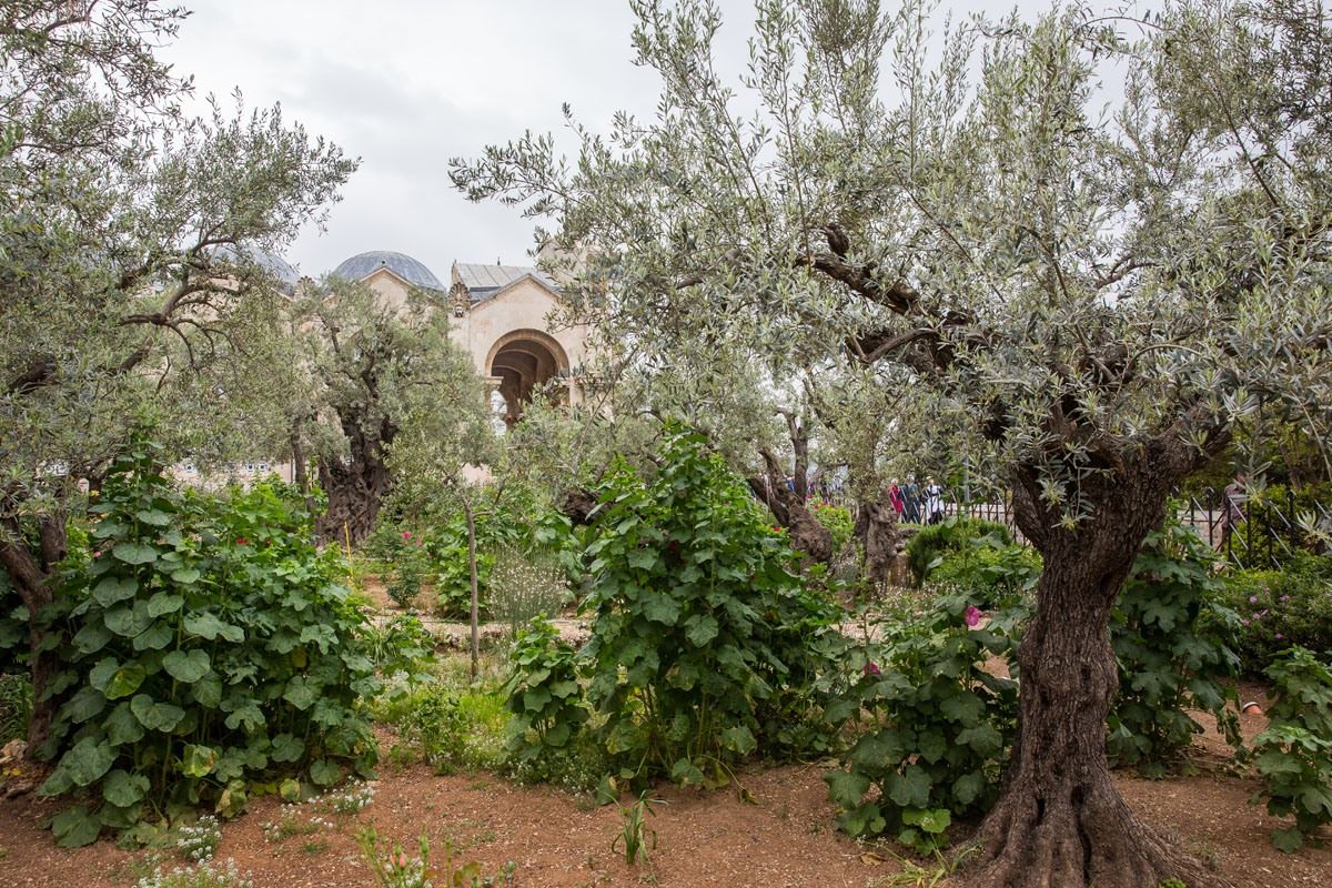 Garden of Gethsemane Best things to do in Jerusalem