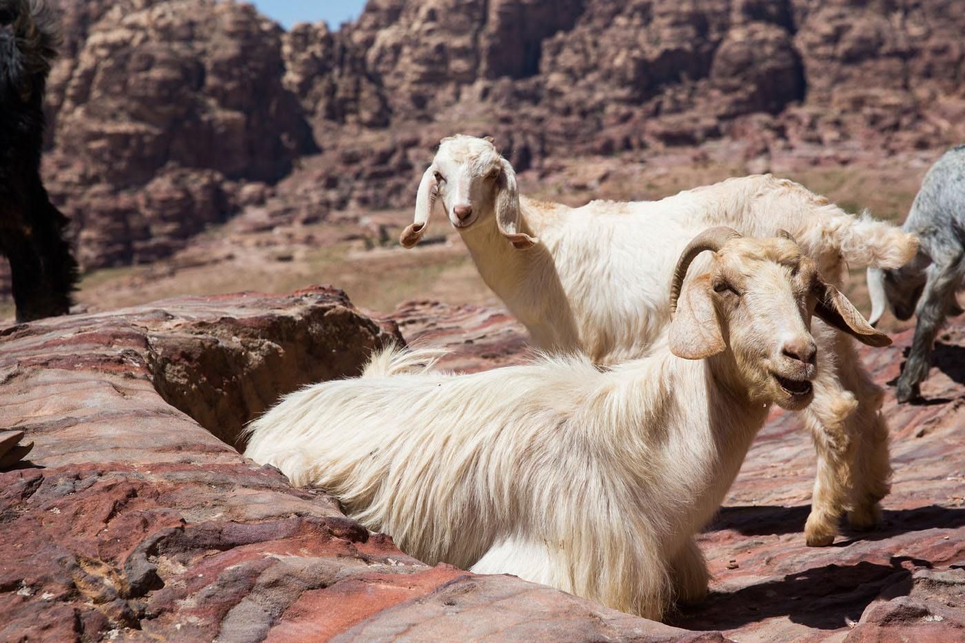 Goats in Petra