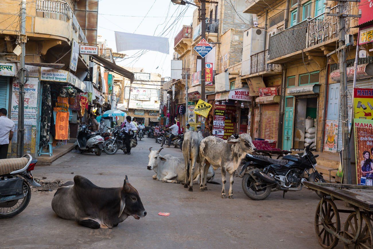 India Cows