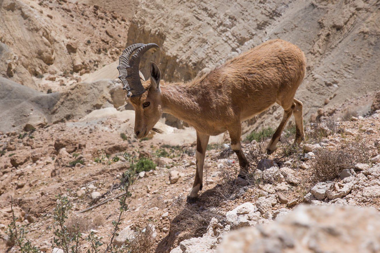 Negev Ibex