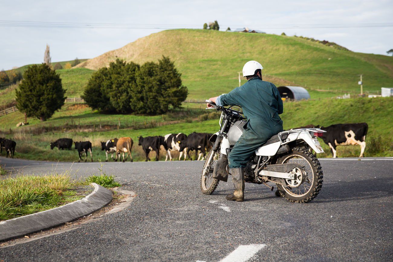 Sheep Herding by Motorcycle