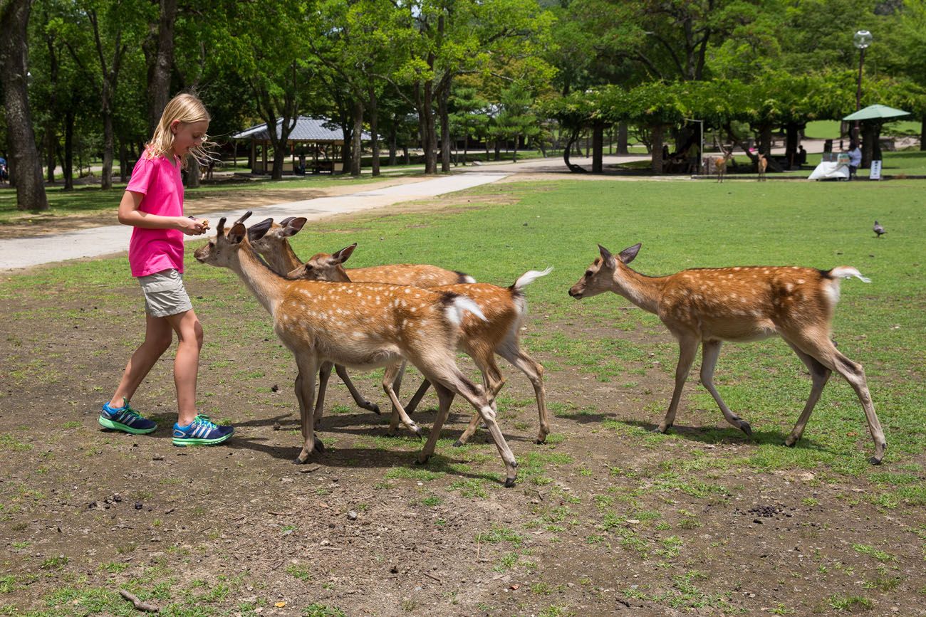 Feed Nara Deer