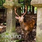 Feeding Deer in Nara Japan