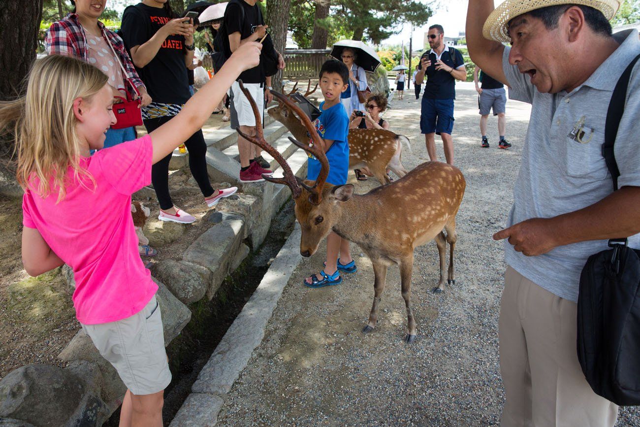 Feeding Deer in Nara 