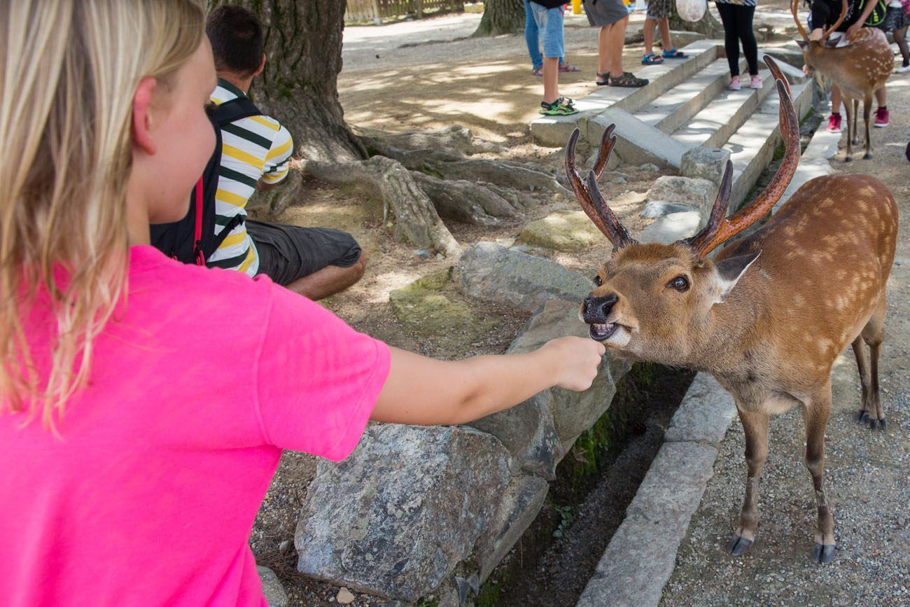 Nara Deer Japan