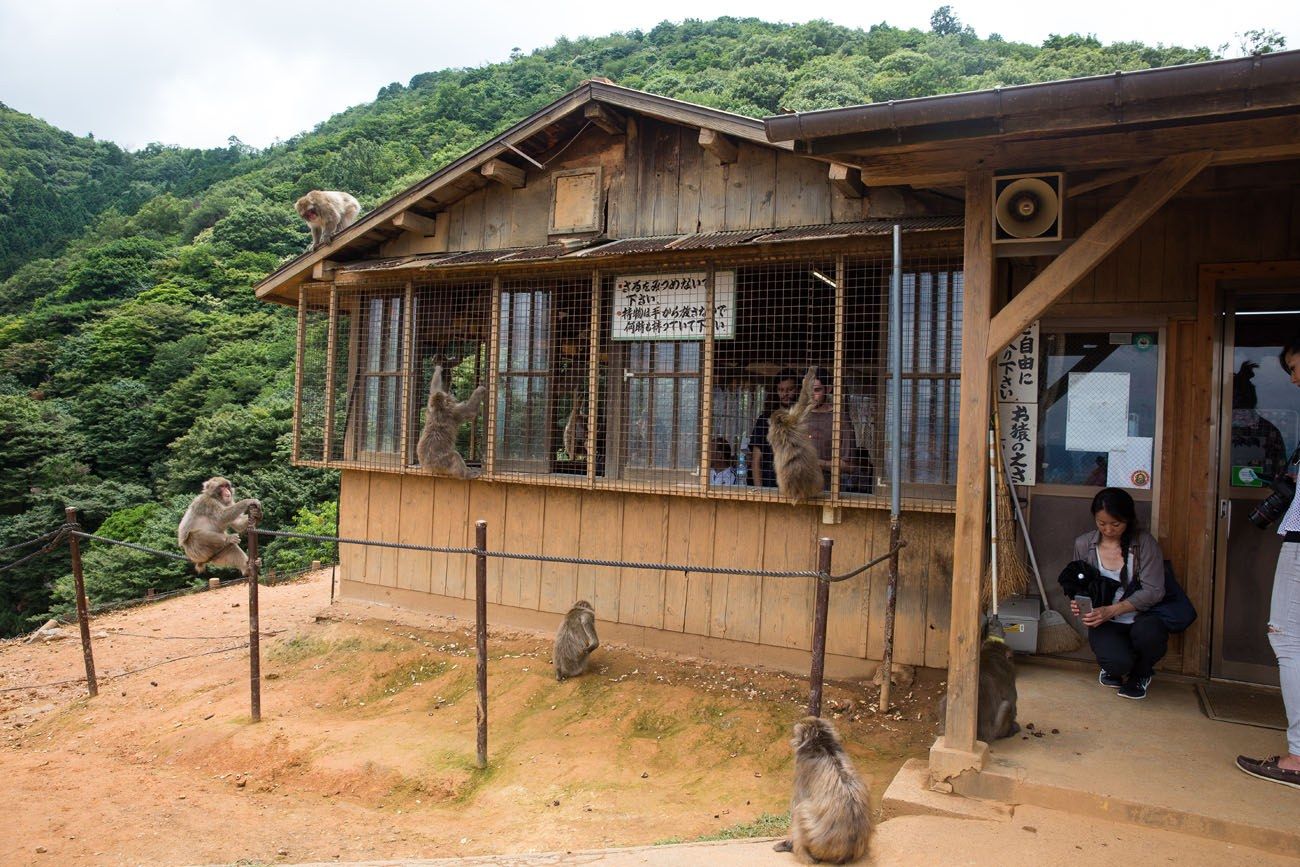 Monkey Park Kyoto